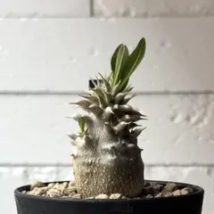 パキポディウム　恵比寿大黒　No.001　鉢、送料込　メルカリ便 ☆特価☆コーデックス：パキポディウム 恵比寿大黒 実生*M 塊根