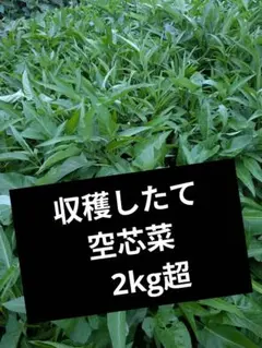 新鮮な空芯菜（エンサイ）3キロ＋おまけ - メルカリ