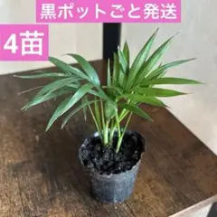 ⑤苗負担軽減のため❣️黒ポットごと発送❣️テーブルヤシ チャメドレアエレガンス 4苗