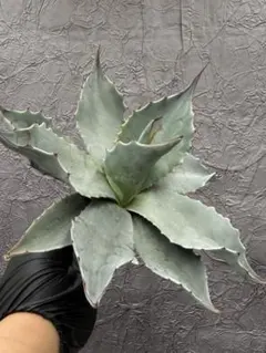 2026年最新】オバティフォリアの人気アイテム - メルカリ