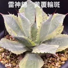 アガベ ポタトラム 雷神錦 黄覆輪斑 発根済 優良株 抜き苗 吉祥冠錦 多肉植物
