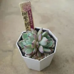 多肉植物　ミックスベリア　紫紺の矢　葉挿し