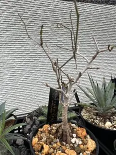 オペルクリカリア パキプス 塊根植物 コーデックス　モルタル鉢　ramat オペルクリカリア パキプス 塊根植物 コーデックス モルタル鉢 ramat