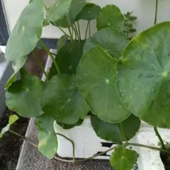 水生植物　ウォーターマッシュルーム　ウォーターコイン　水草　アオウキクサ付のサムネイル
