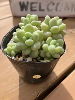 2026年最新】ロココの人気アイテム - メルカリ