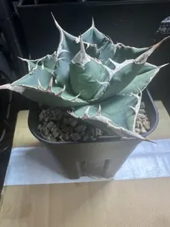 2025年最新】アガベsadの人気アイテム - メルカリ