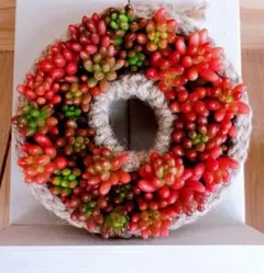 多肉リース 虹の玉