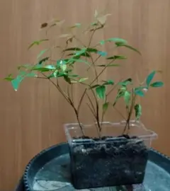 odenden様 リクエスト 3点 まとめ商品