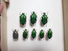 2026年最新】ハナムグリ標本の人気アイテム - メルカリ