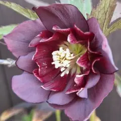 2025年最新】クリスマスローズ 雅の人気アイテム - メルカリ