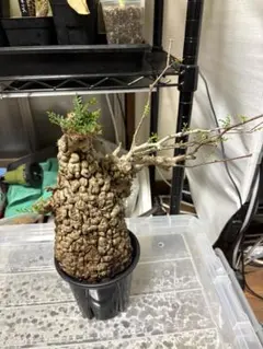 特大アデニアSPクリスタルグリーン発根済グロボーサ ペチュエリー スピノーサ 特大アデニアSPクリスタルグリーン発根済グロボーサ ペチュエリー
