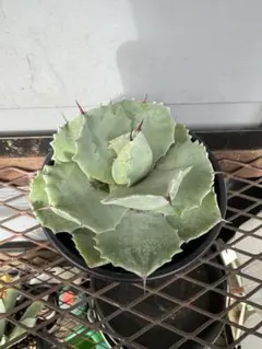 2025年最新】アガベ白銀甲蟹の人気アイテム - メルカリ