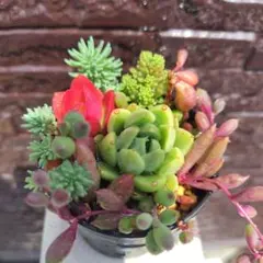 かなかたママ様 リクエスト 4点 まとめ商品