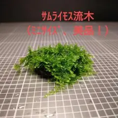 訳あり】ジャイアント南米ウィローモス 黒溶岩石(小粒) アクアリウム