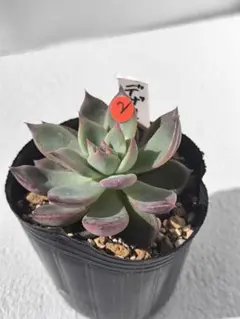 2025年最新】サボテン相談室 コロラータの人気アイテム - メルカリ