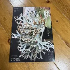 INDOOR JUNGLE 02 特集 ビカクシダ現象