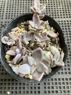 ⑧ 子持ち蓮華錦 鏡花 抜き苗 オロスタキス 多肉植物 訳あり - メルカリ
