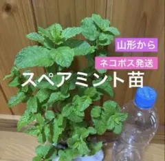 スペアミント 根付き苗 ハーブ苗 ミント苗山形からネコポス発送　ガーデニングのサムネイル