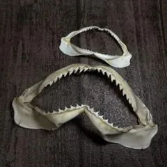 2025年最新】サメ骨格の人気アイテム - メルカリ