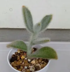 Kano様 リクエスト 2点 まとめ商品