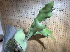 Lepanthes fimbriata - メルカリ