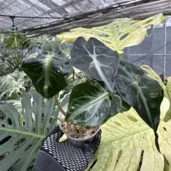 アロカシア ヴェノム Alocasia 'Venom' 管理番号m95 - メルカリ