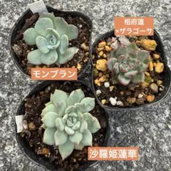 多肉植物　小苗セット　まとめ　モンブラン　沙羅姫蓮華相府蓮×ザラゴーサ