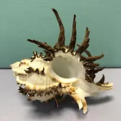 珍しい貝殻オブジェ
