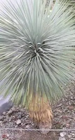 ユッカ　トンプソニアーナ Amazon.co.jp: 【種子】Yucca Thompsoniana◇ユッカ