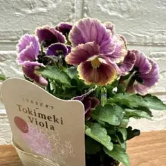 Kyoko様 リクエスト 2点 まとめ商品