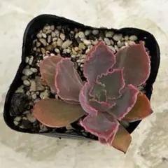 65#観葉植物ア工オニウム錦❤️レッド富士❤️青花瓷❤️1大頭1小頭