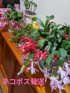 デンマークカクタス 色々12種類