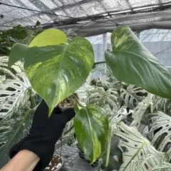 斑入りモンステラボルシギアナオーレアハーフムーン黄斑4号鉢植え83cm