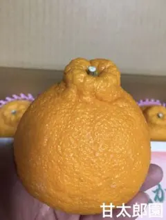 まゆみ様。専用です( ◠‿◠ )