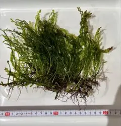 2026年最新】ボルビティス ヒュディロティの人気アイテム - メルカリ