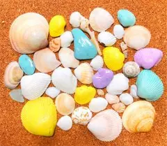 ウェディング 貝殻 貝殻セット インテリア ハンドメイド ウェルカムスペース