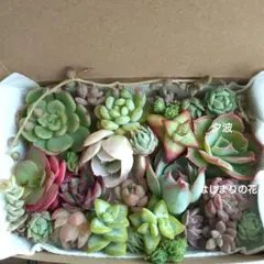 おらいさん苗入り 多肉植物 詰め合わせ エケベリア等 寄せ植え用　カット苗のサムネイル