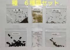 種　6種類　バタフライピー ステビア カモミール ディル ローゼル 大葉　糸島産