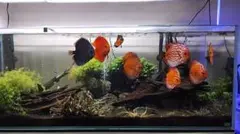 2026年最新】ada 水槽 120の人気アイテム - メルカリ