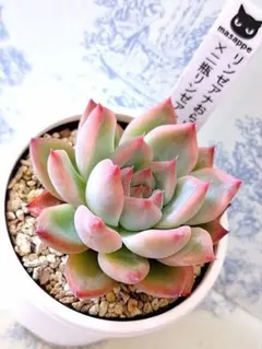 3号鉢 赤鬼 札付きポットごとメルカリ便おらいさん苗ミックスベリア