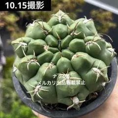 ボ*ド様 亀甲スーパー バッテリー 実生 太刺選抜 鉢植え メルカリ便送料込み 2025年最新】ギムノカリキウム バッテリーの人気アイテム - メルカリ