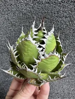 2025年最新】ホリダ 陽炎の人気アイテム - メルカリ