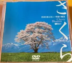 さくら - Cherry Blossom DVD