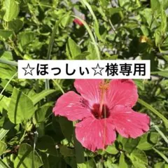 ☆ほっしぃ⭐︎様専用