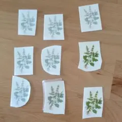 エッグアート シート ㉗