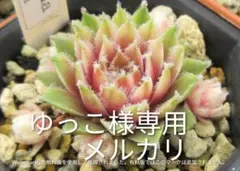 ゆっこ様専用　　Ｖｎｉｌｌａ Ｃｈｉｆｆｏｎ　　2苗　センペルビブムのサムネイル