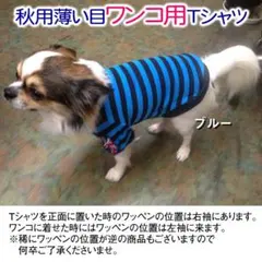 薄い目のボーダー柄のワンコ用Tシャツカラー/ブルー/XSサイズ