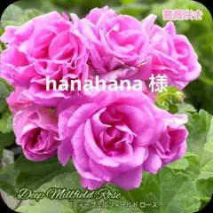 hanahana様 ゼラニウム苗 ディープ ミルフィールド ローズ