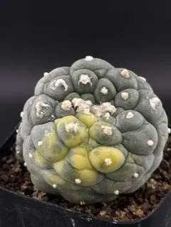 2025年最新】銀冠玉錦の人気アイテム - メルカリ