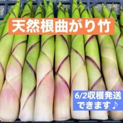 根曲がり竹　山形県産　姫竹　ネマガリダケ　森の凛さん6/2採取します　その164